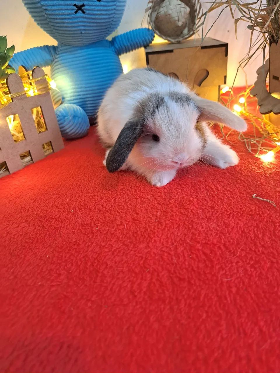 Mini coelhos  - Foto 2