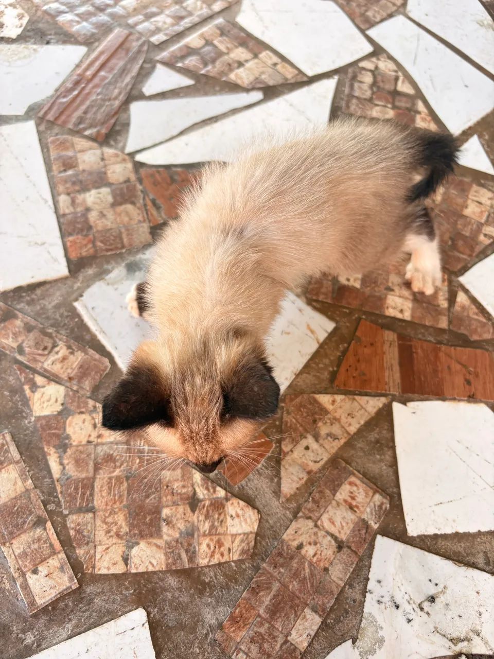 Gatinhas para adoção  - Foto 3