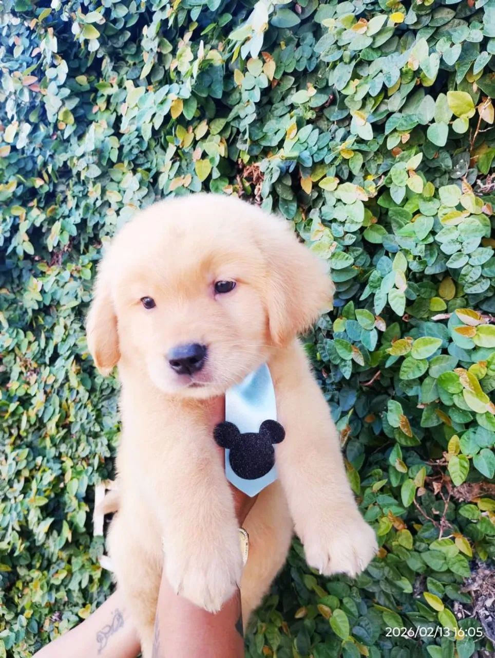 Golden retriever - Foto 2