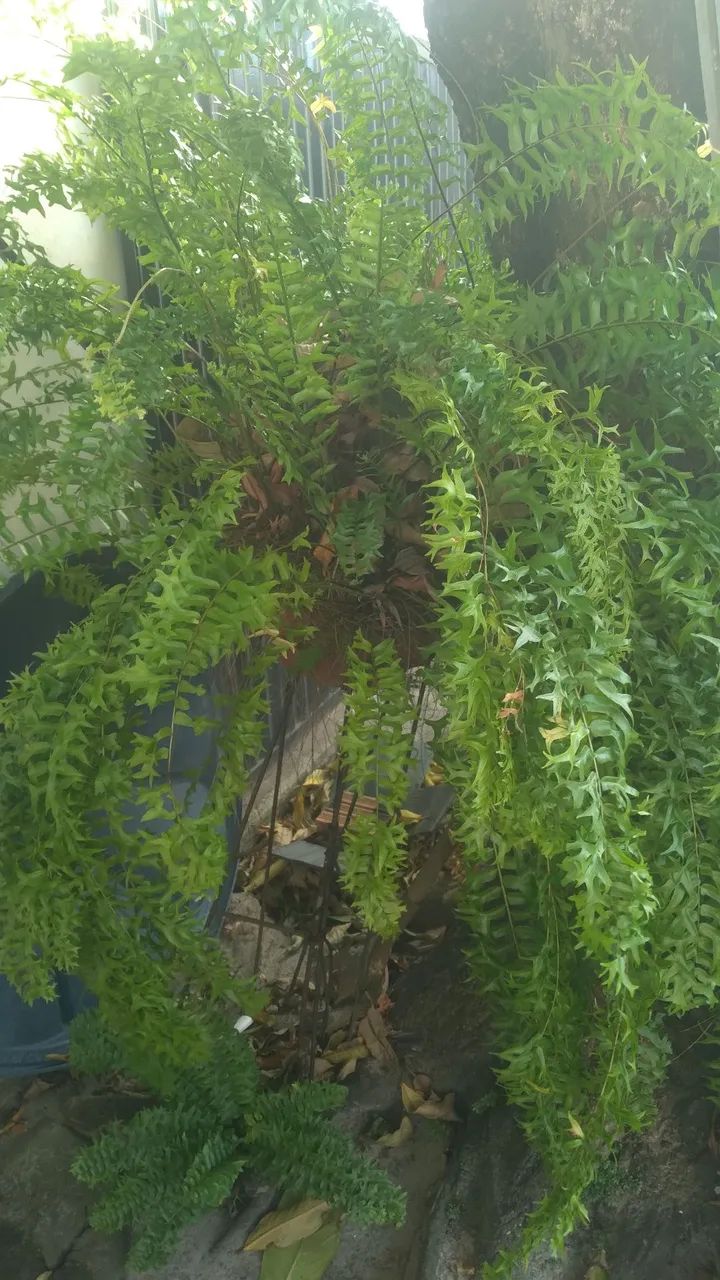 Planta samambaia - Foto 3