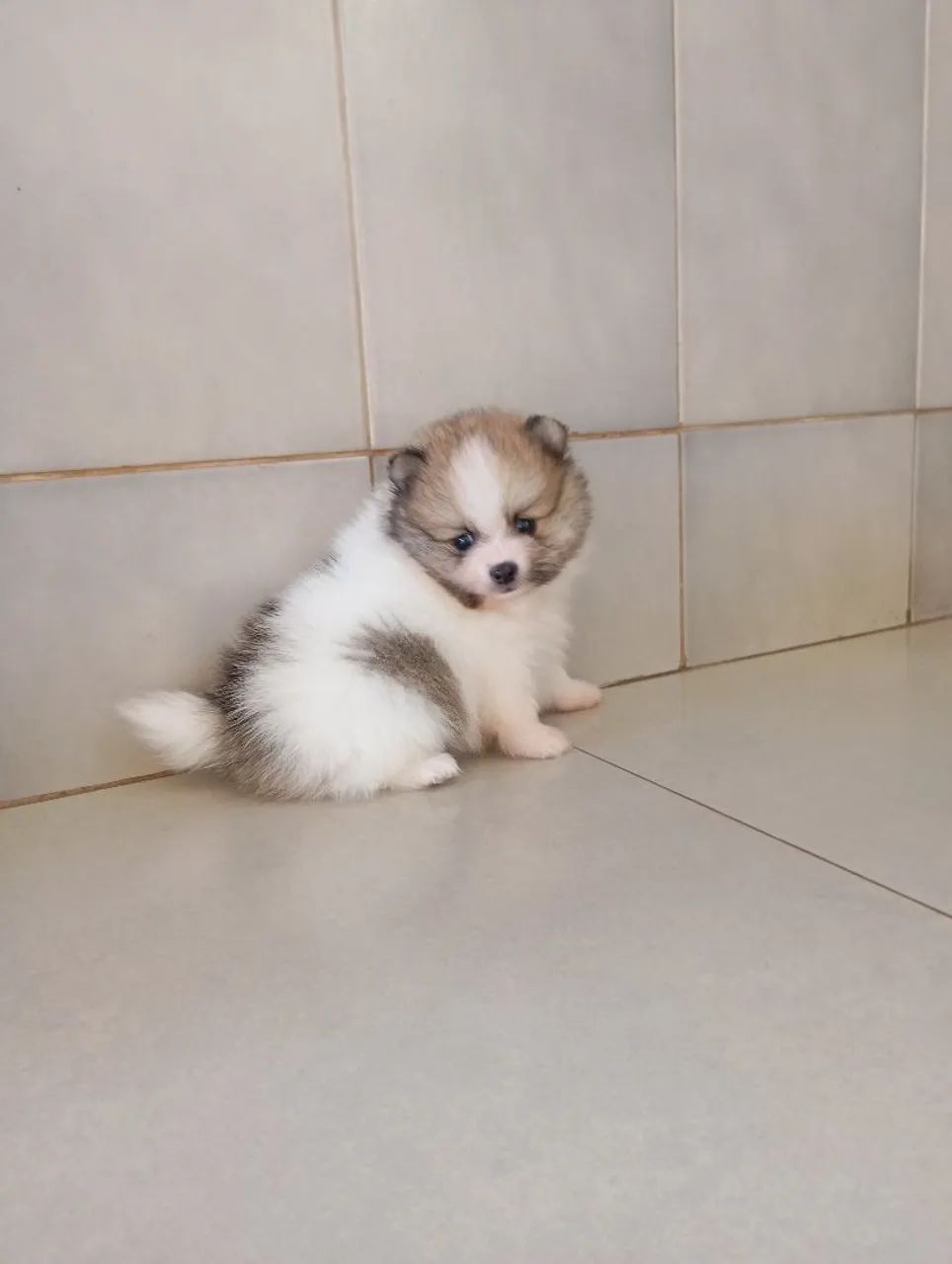 Spitz alemão/macho. R$1.700  - Foto 4