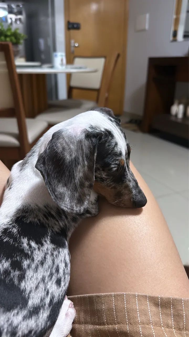 dachshund arlequim