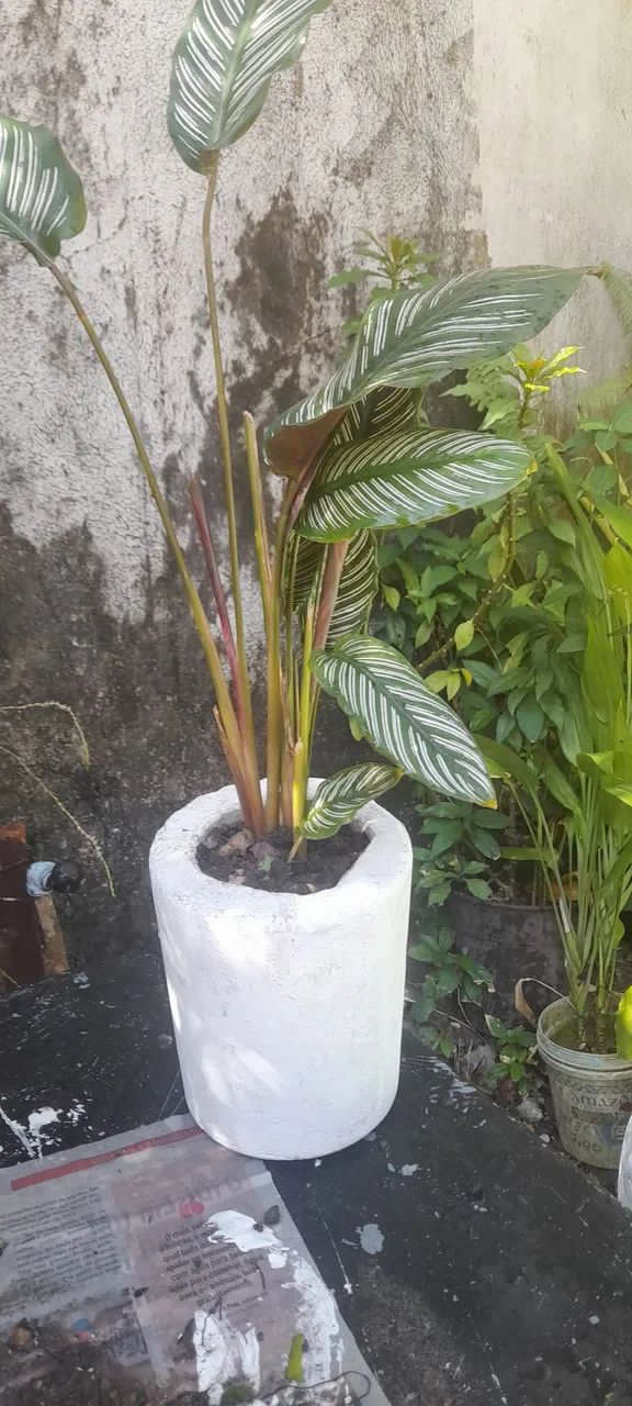 Vários tipos de plantas para jardim.a partir de 15 reais. - Foto 6