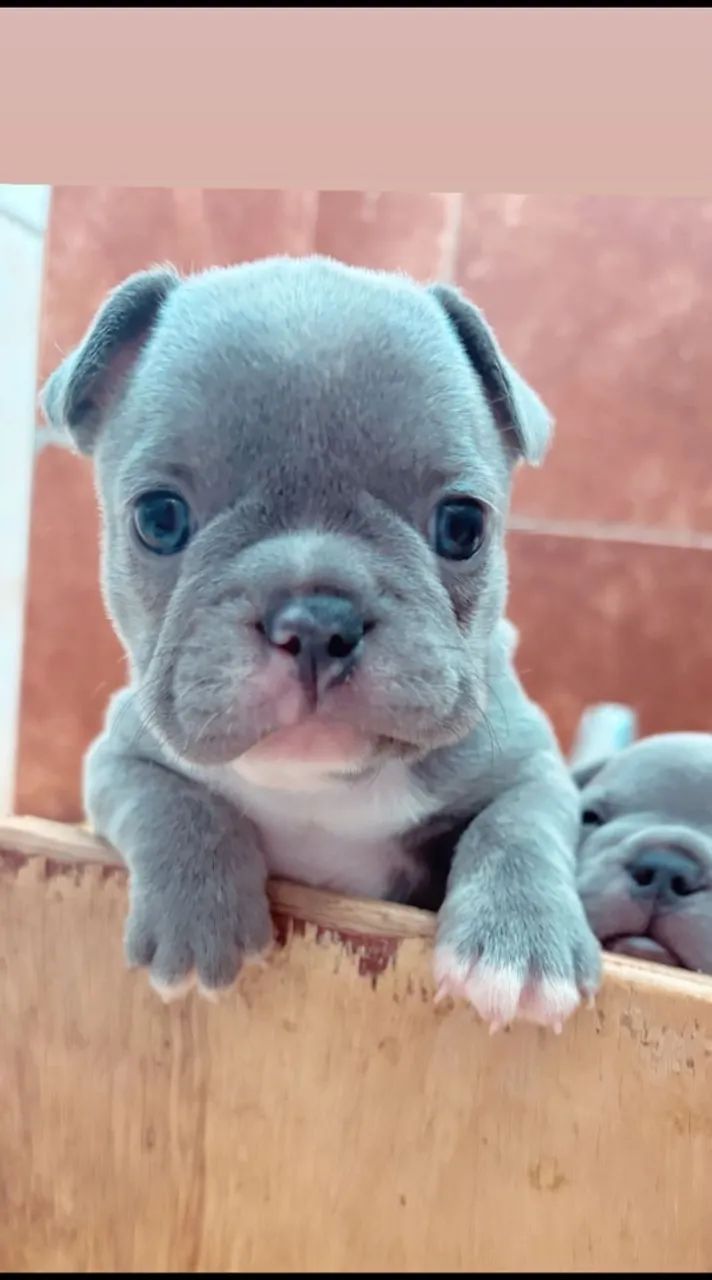 Buldogues francês pronta entrega  - Foto 4