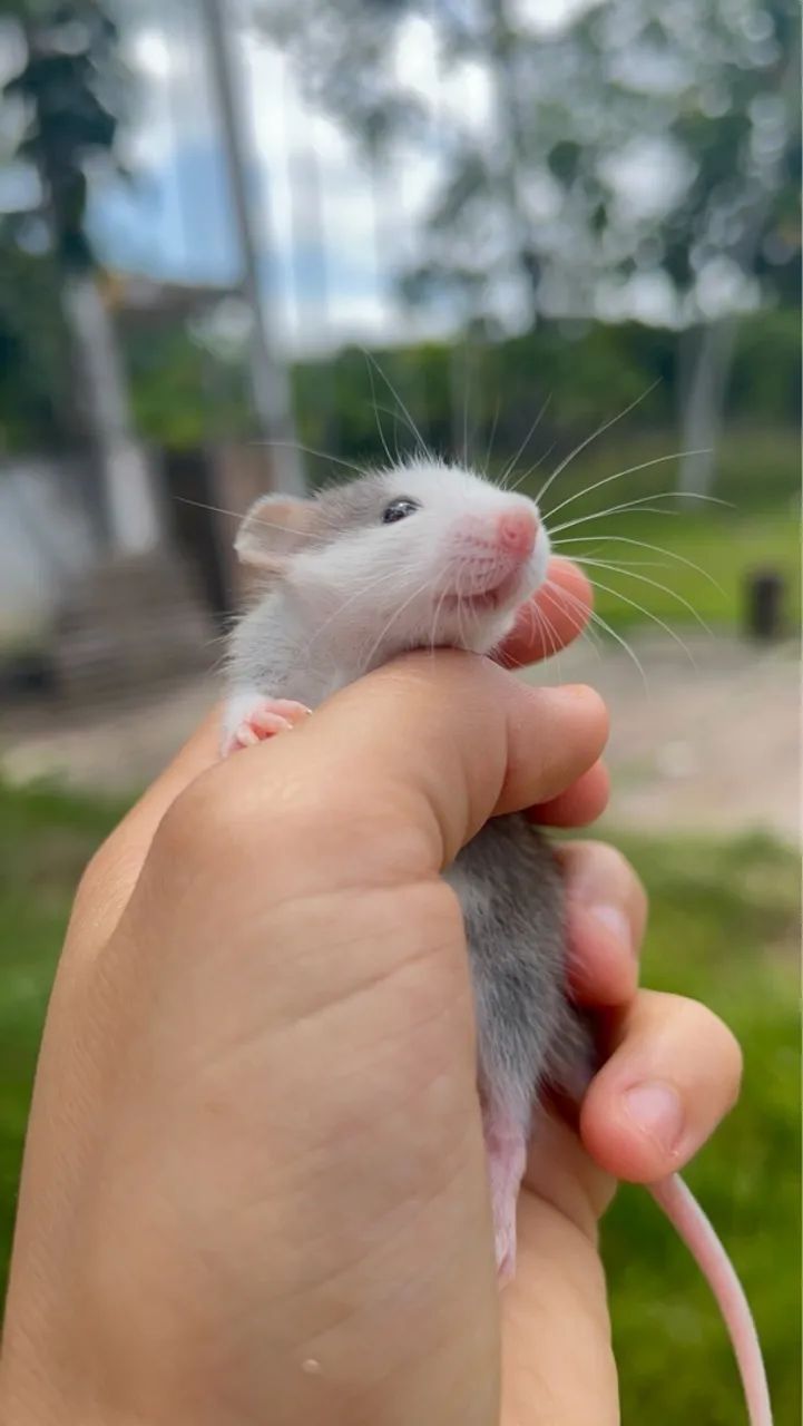 RATO TWISTER/ MERCOL