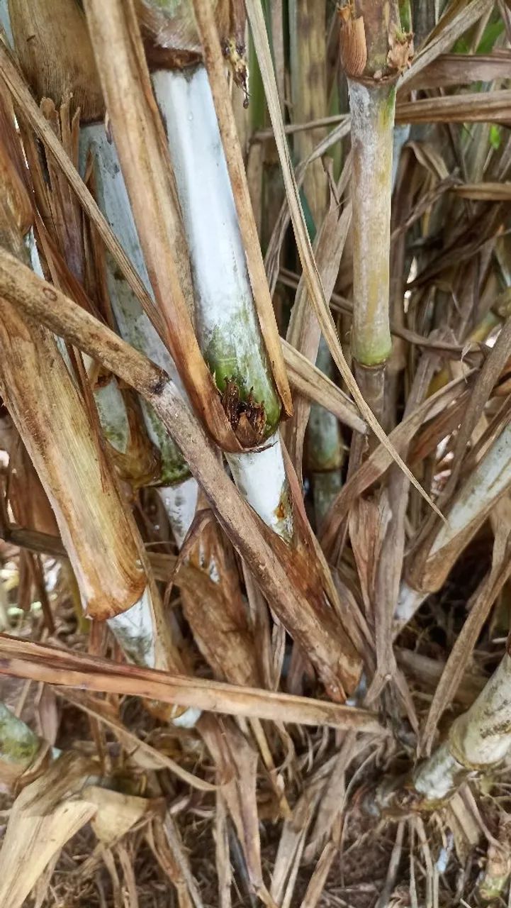 BRS CAPIM AÇU  - Foto 2