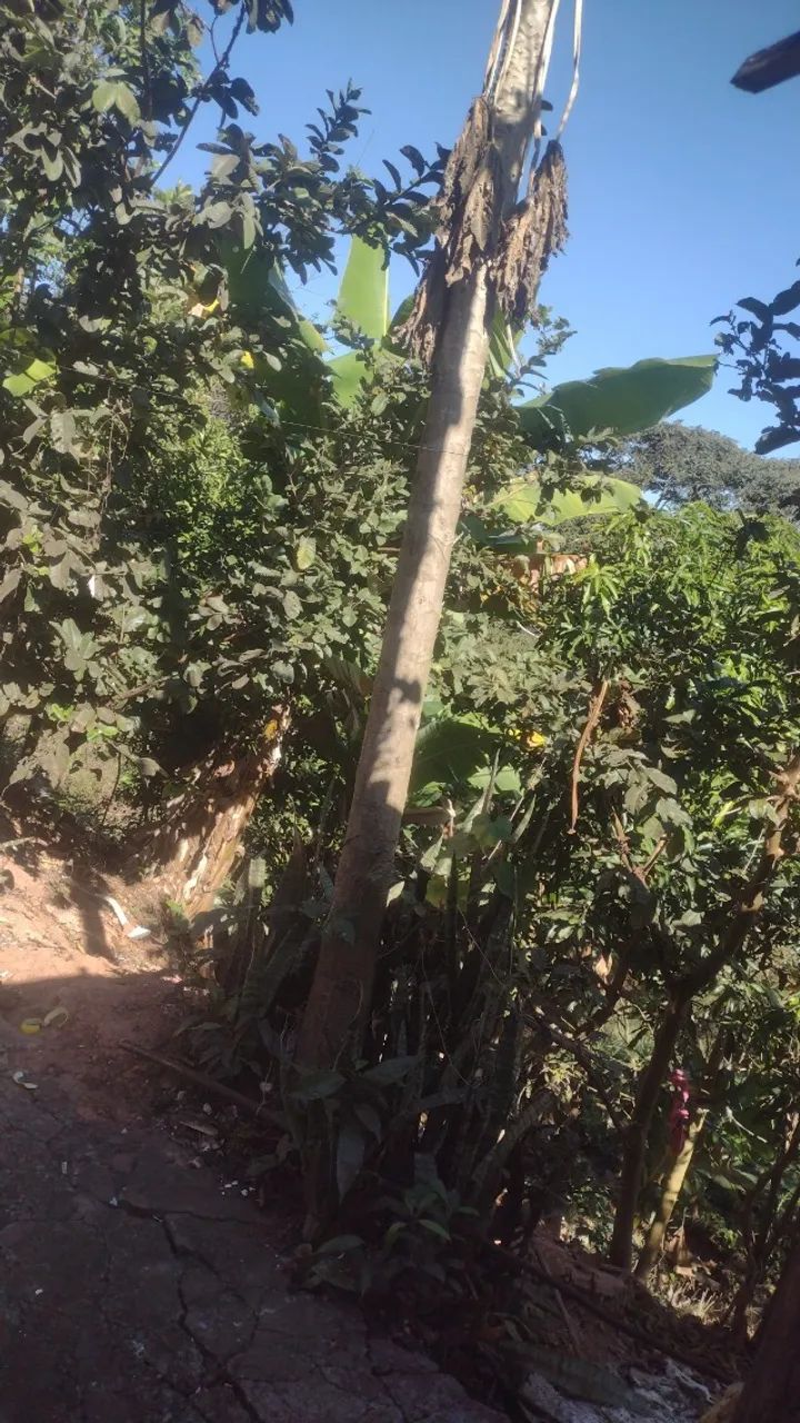 Casa com garagem e quintal grande já com árvores frutíferas.. - Foto 2