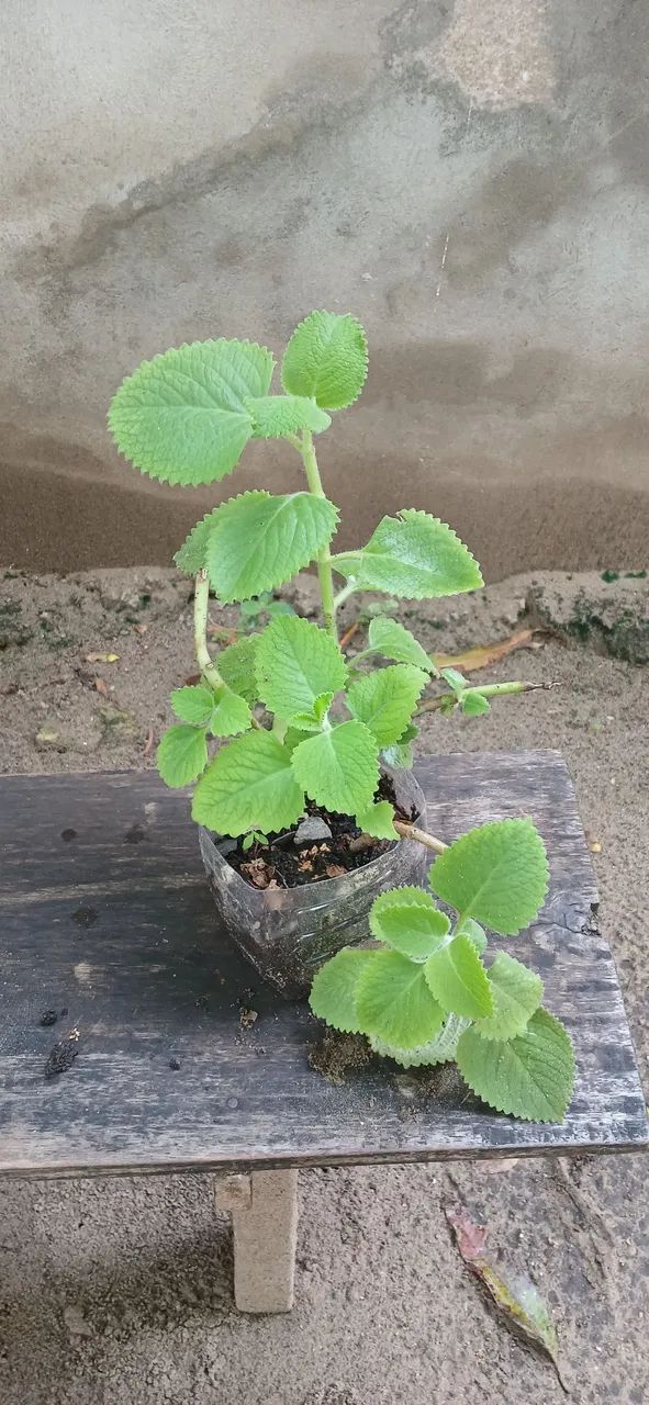 Ortelao graúdo 
