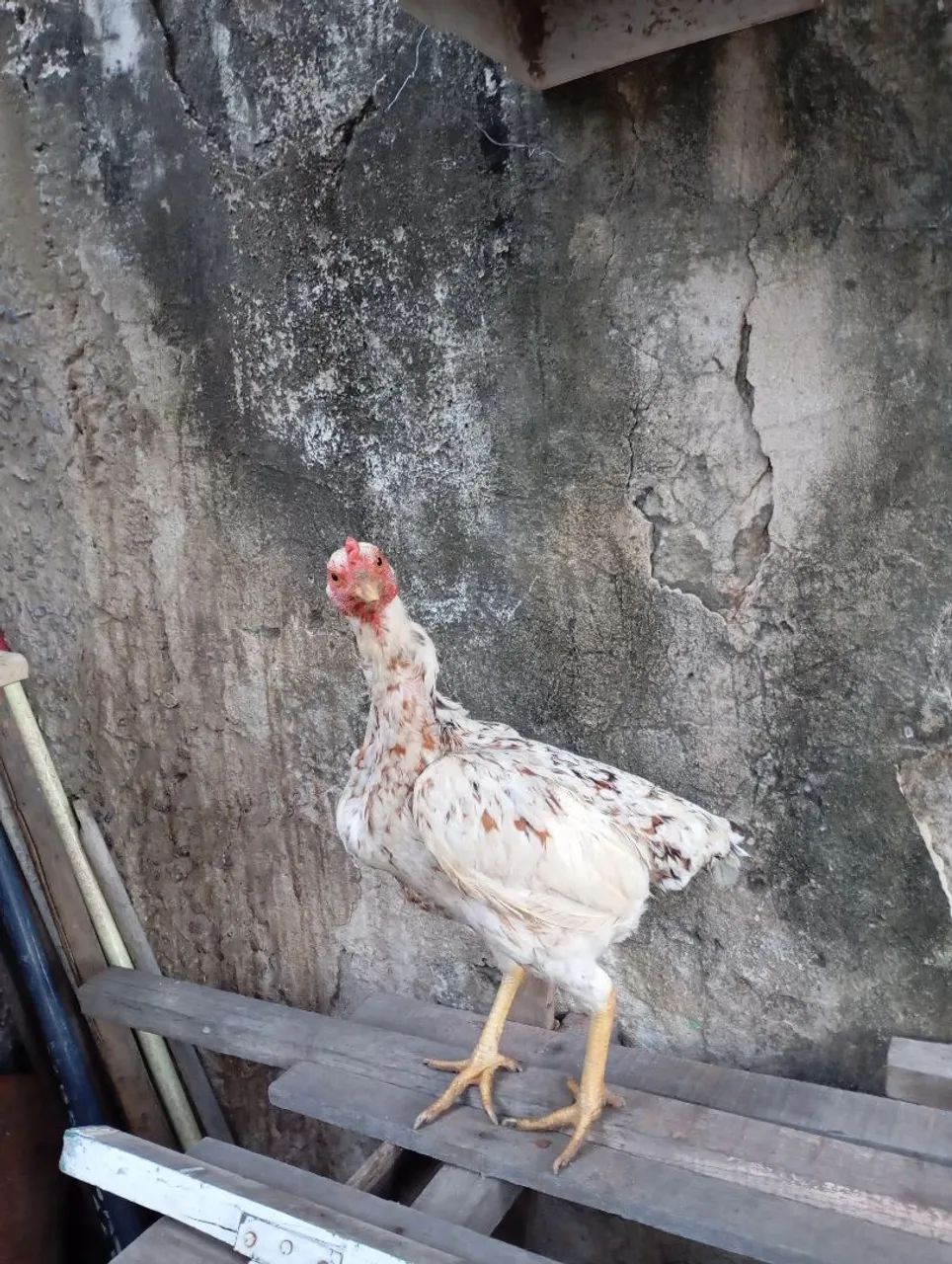 Galinha branca de raça pura - Foto 3