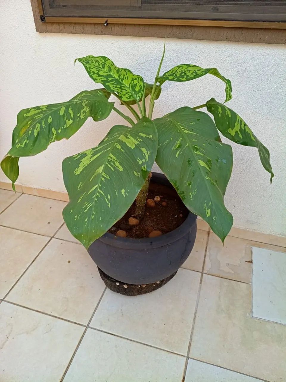 Vendo comigo ninguém pode com vaso bem grande  - Foto 3