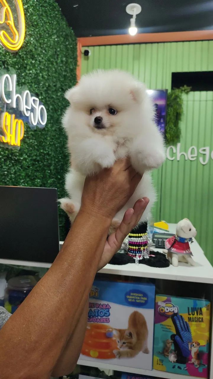 Spitz alemão femea