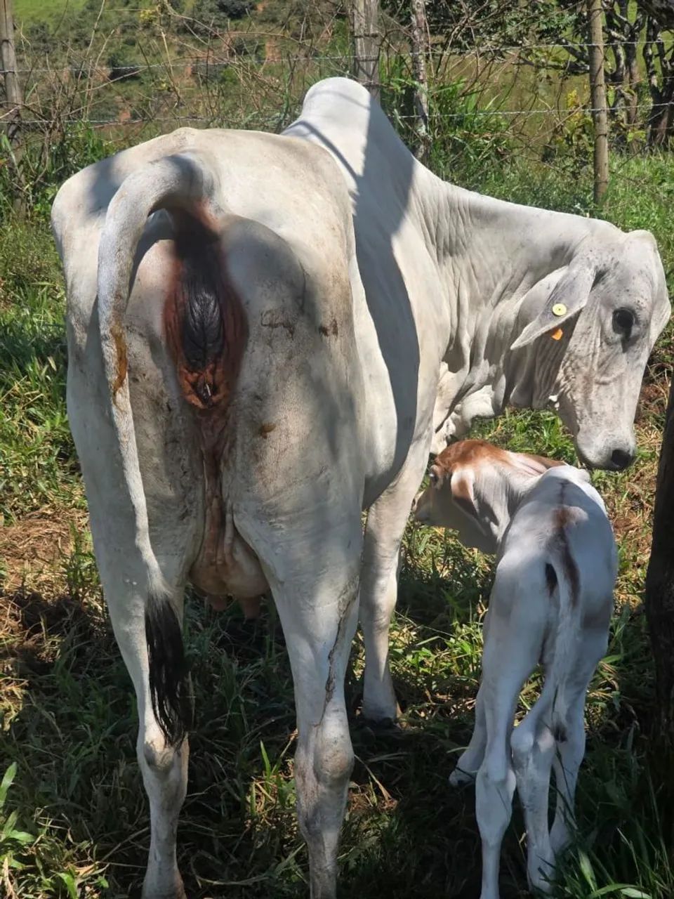 Vaca tabapuã