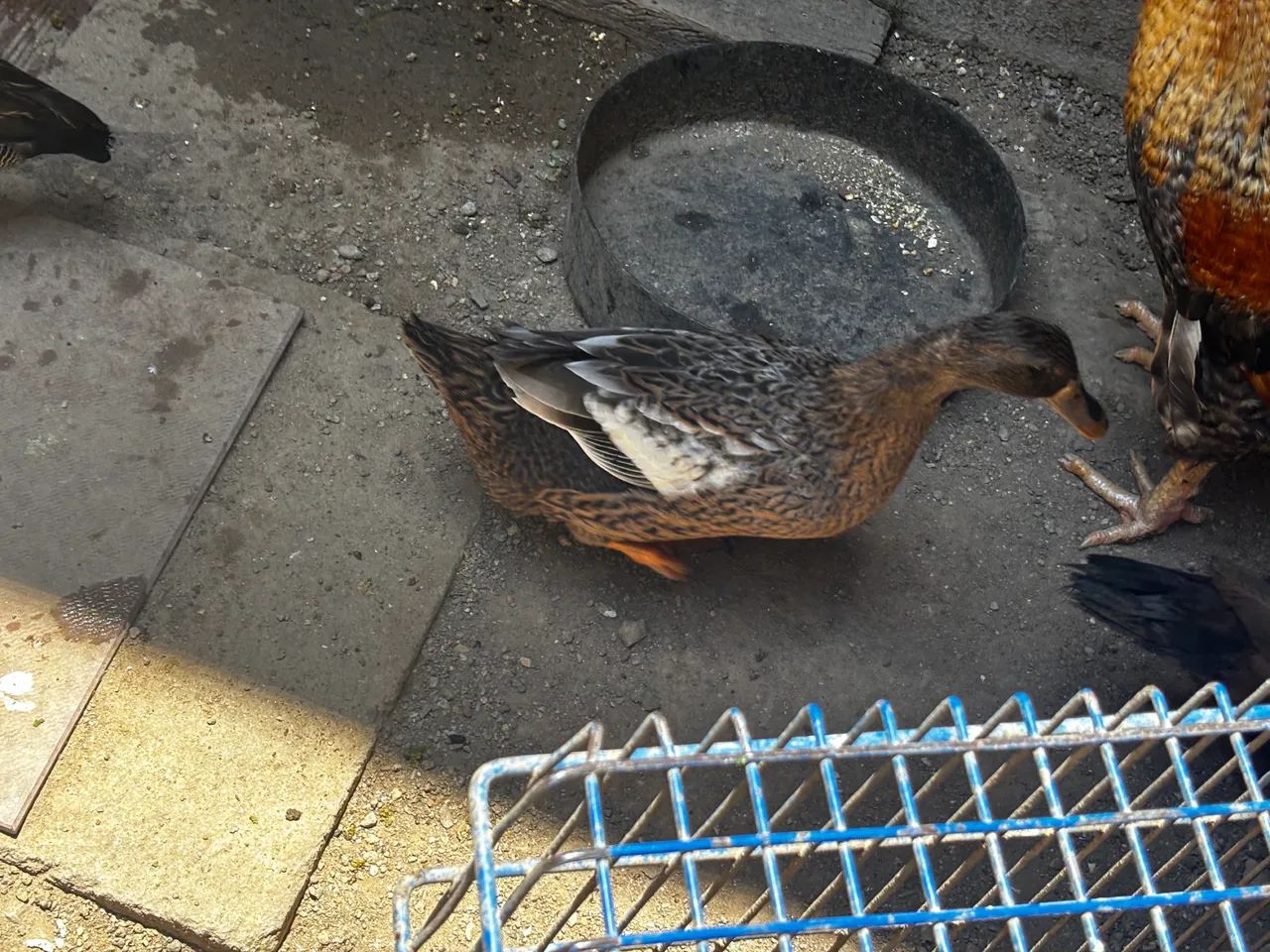Pato, patas e marrecas. - Foto 5