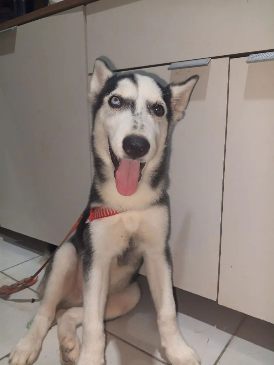 Huski sebariano - Foto 4