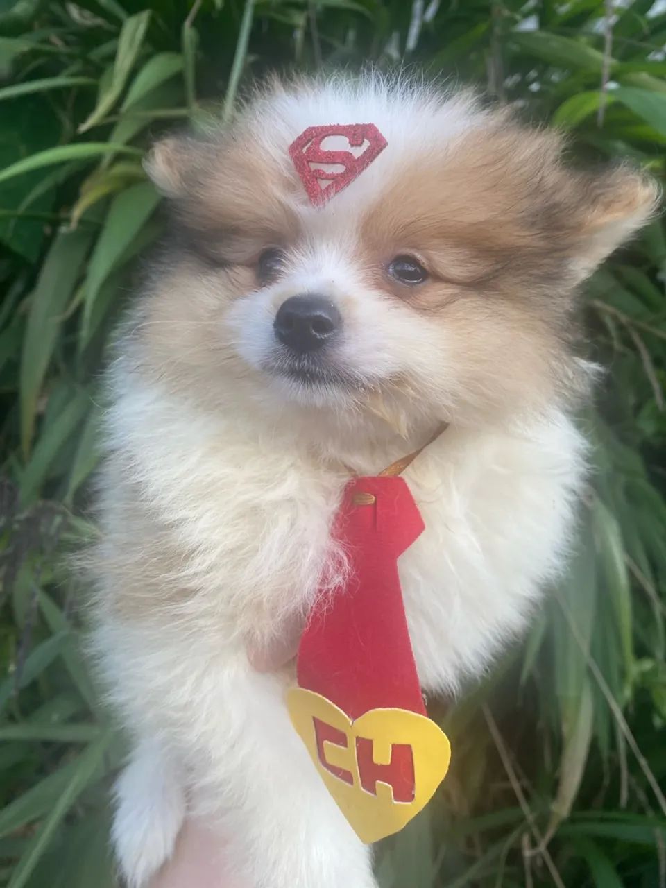 Cachorro  - Foto 5