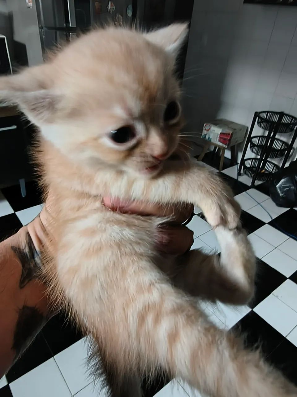 Doação Filhote Persa com Bombay muito fofo - Foto 2