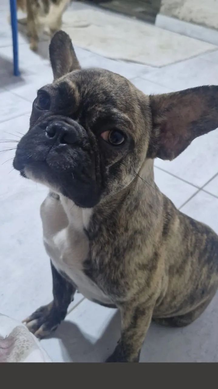buldogue frances mesclado - Foto 2