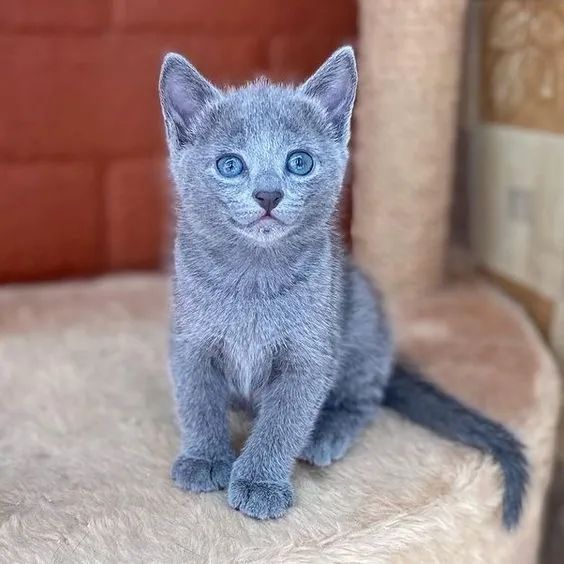 Russian Blue