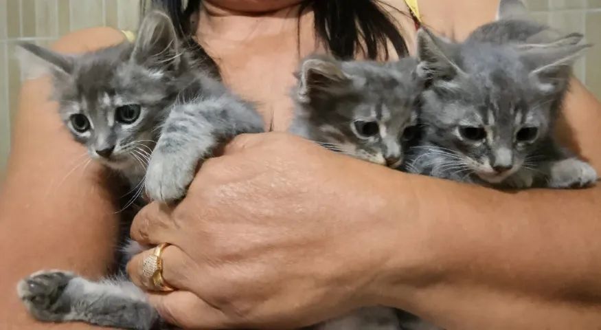 Gatos  - Foto 3