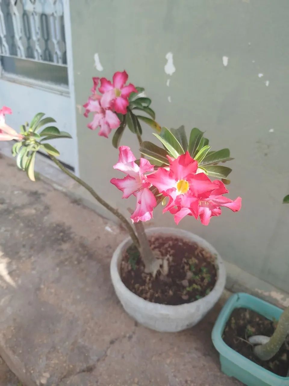 Rosa do deserto  - Foto 4