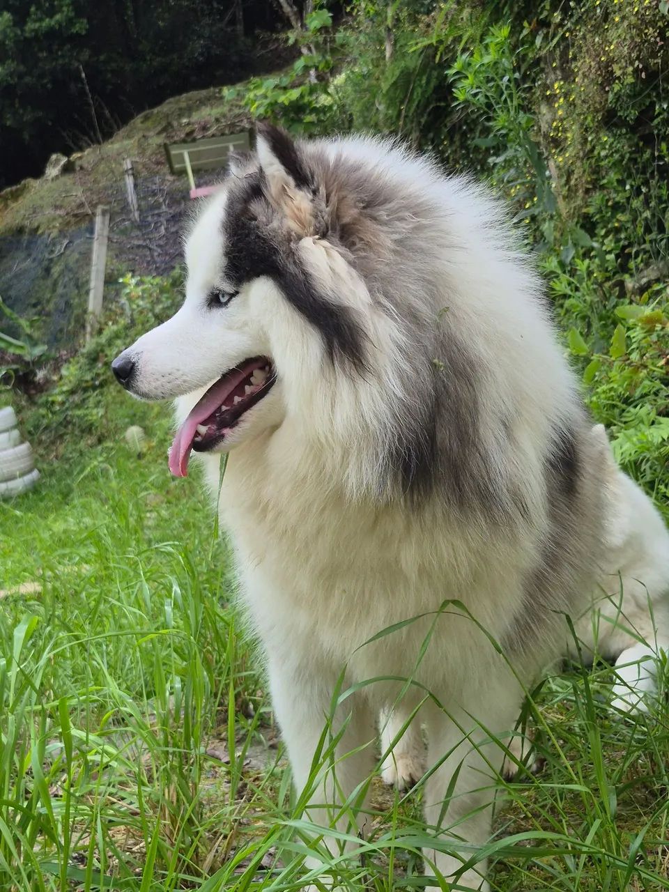 Husky 11 meses - Foto 3