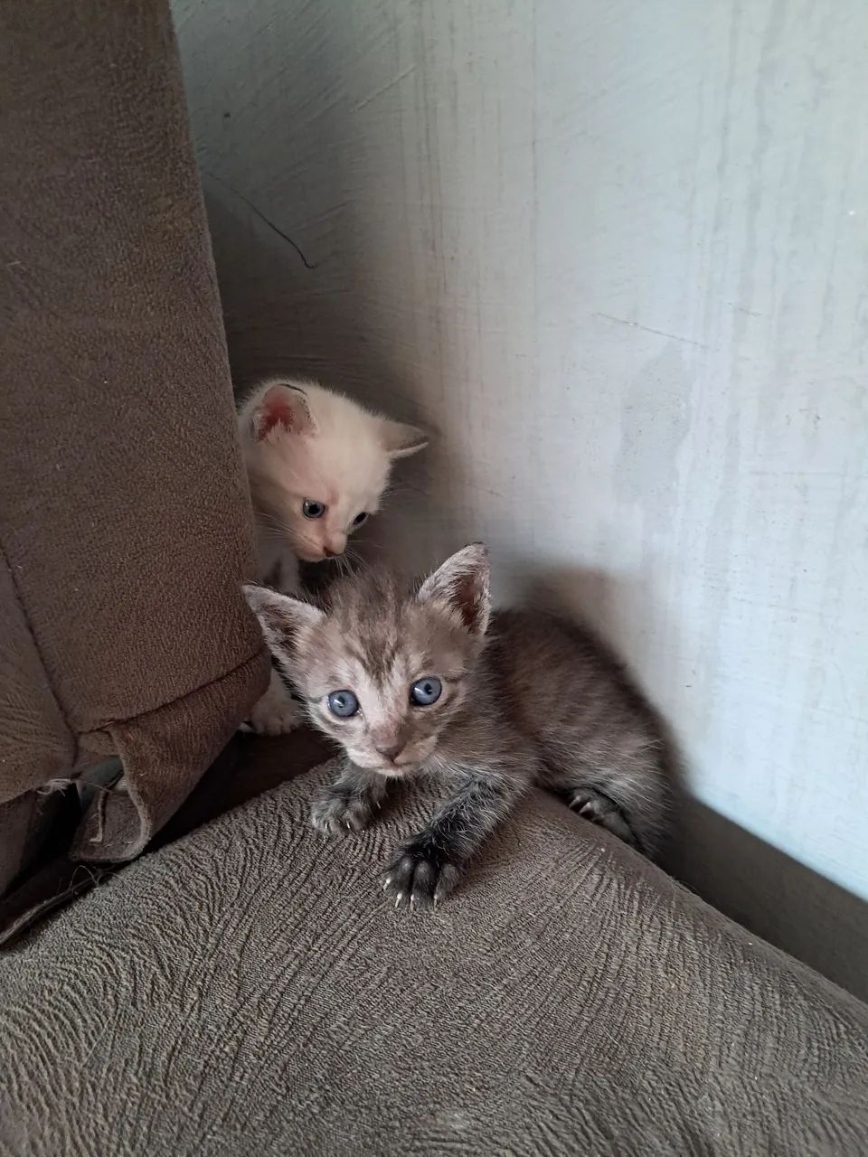 Doação responsável  - Foto 4