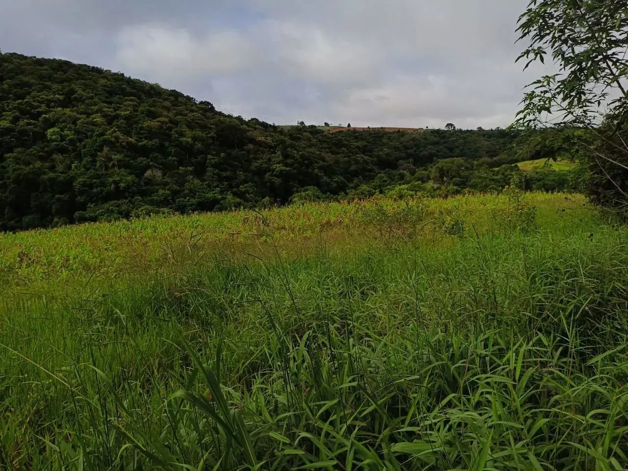 Lotes de 500 a 1.000 m² à venda em Ibiúna-SP