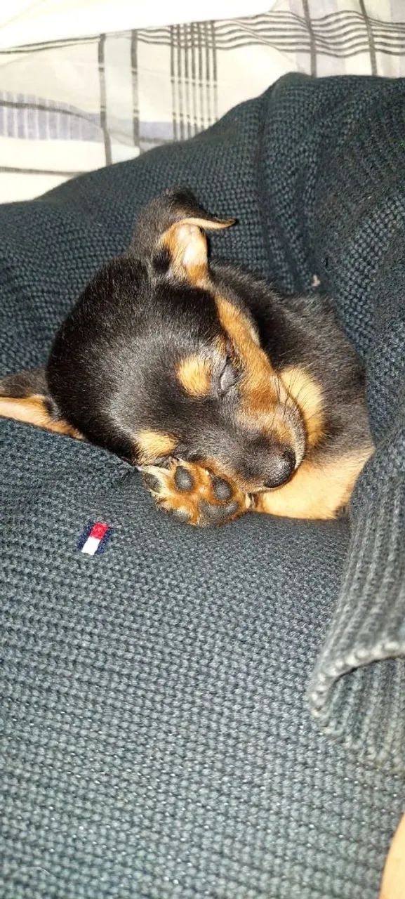 Pincher 02 - Foto 4