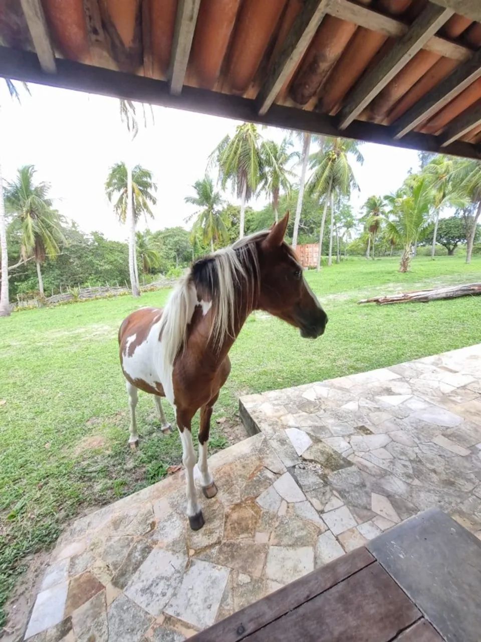 Egua Malhada Pampa Belissima - Foto 4
