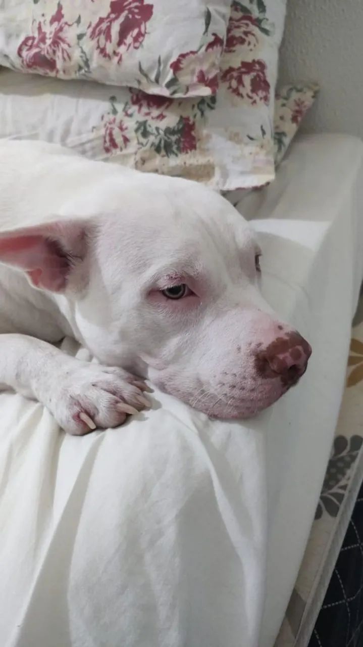 Doação Pitbull dócil - Foto 5