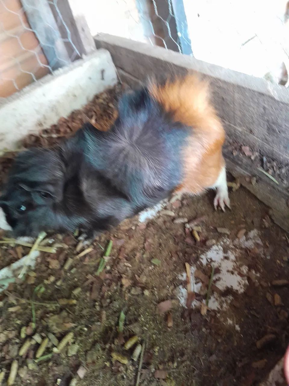 Porquinho da Índia  - Foto 2