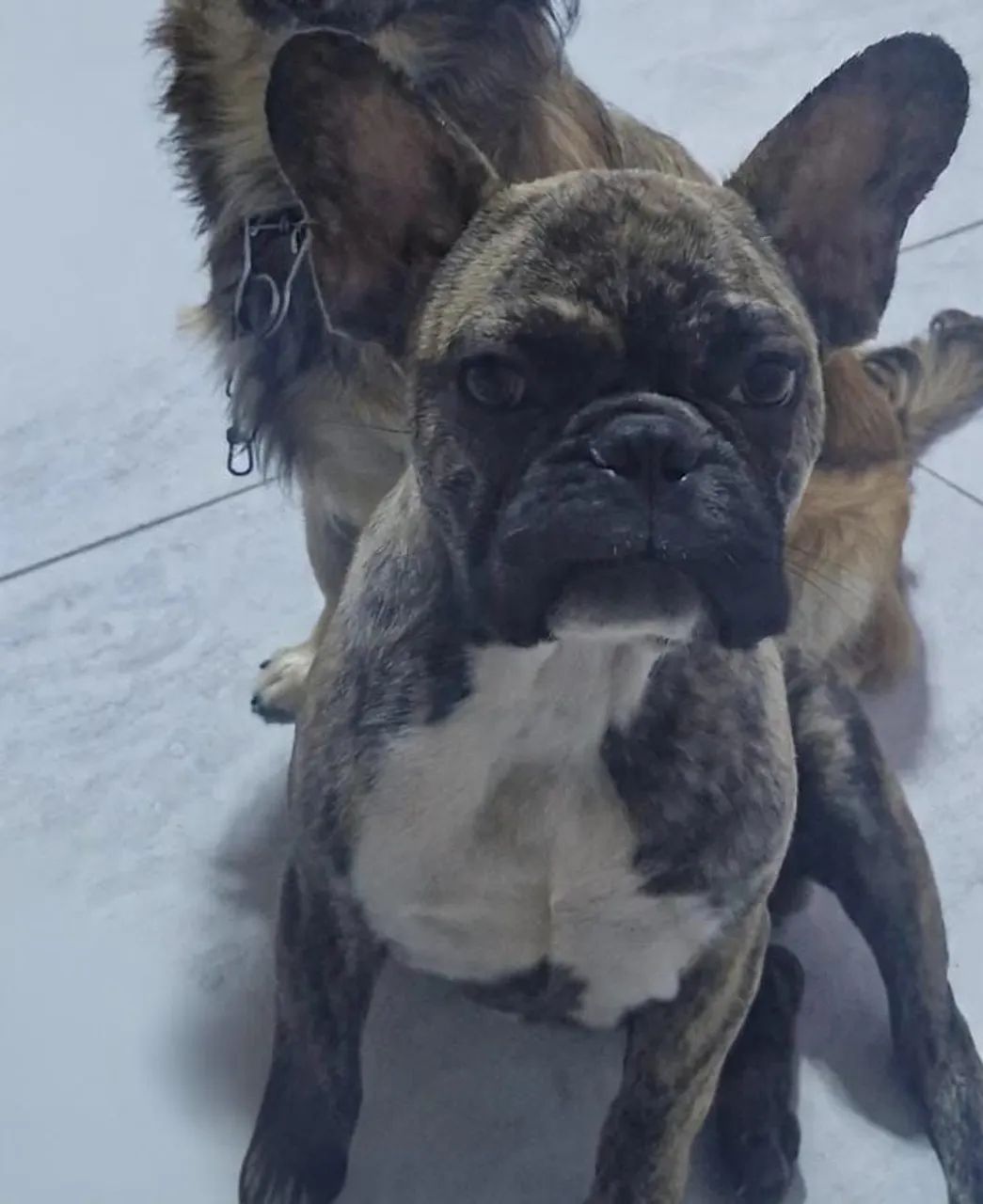 buldogue frances mesclado - Foto 3