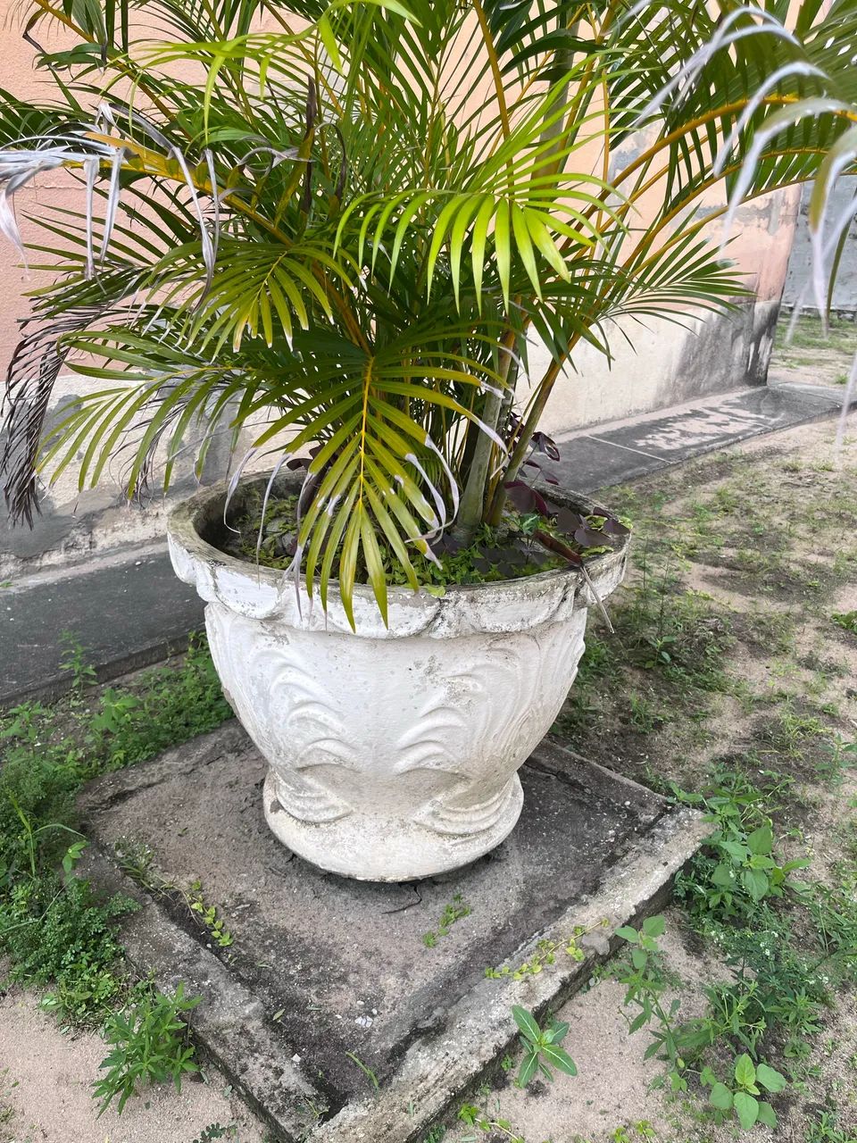 Jarro de plantas 