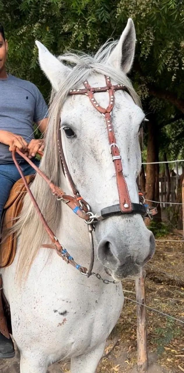 Cavalo Mangalarga  - Foto 4