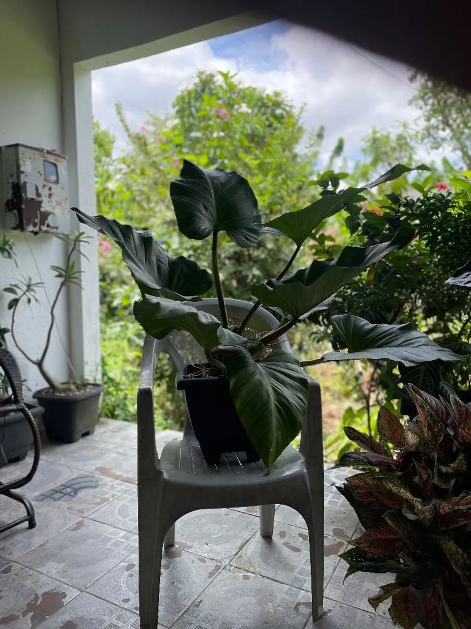 Plantas  - Foto 2