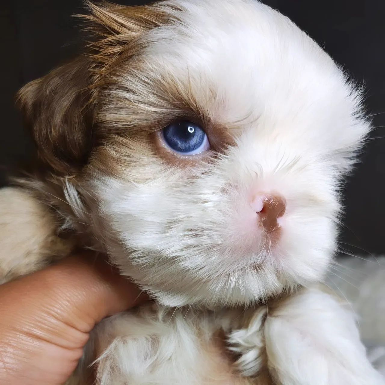 Shihtzu macho  - Foto 4