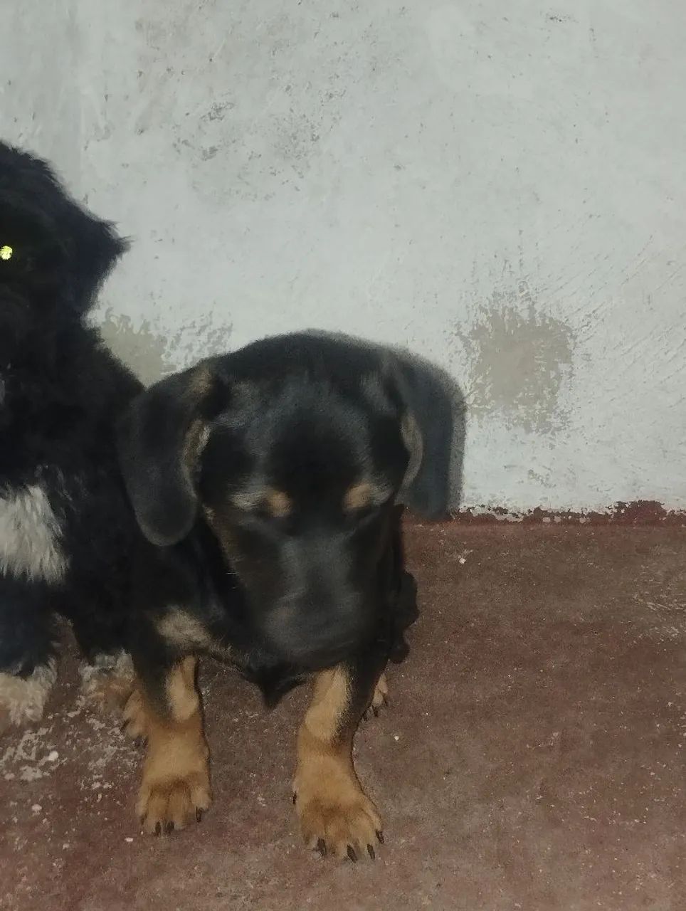 Doando cachorrinha  - Foto 4