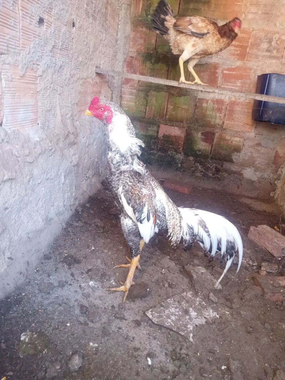 Galinha e galinzes 