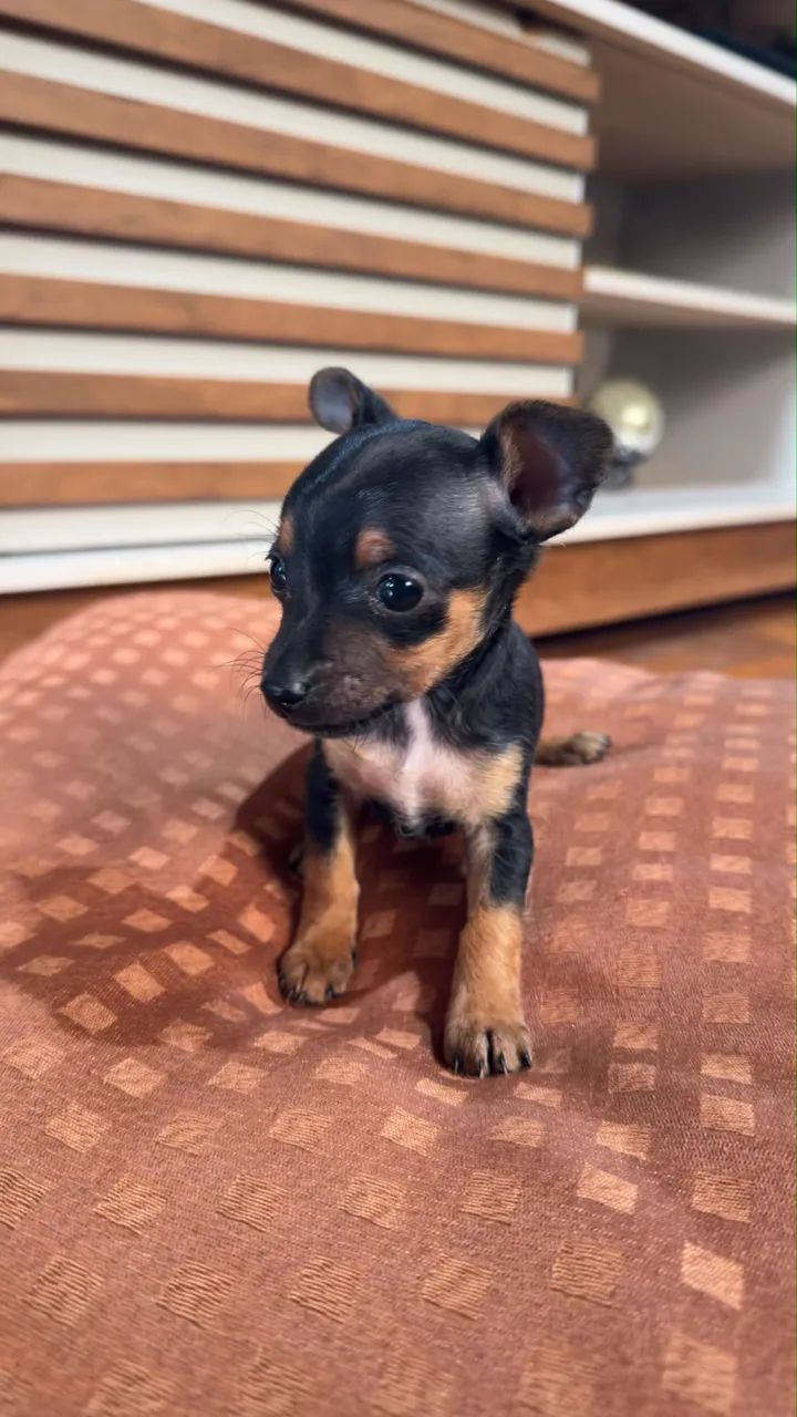 Pinscher zero - Foto 2