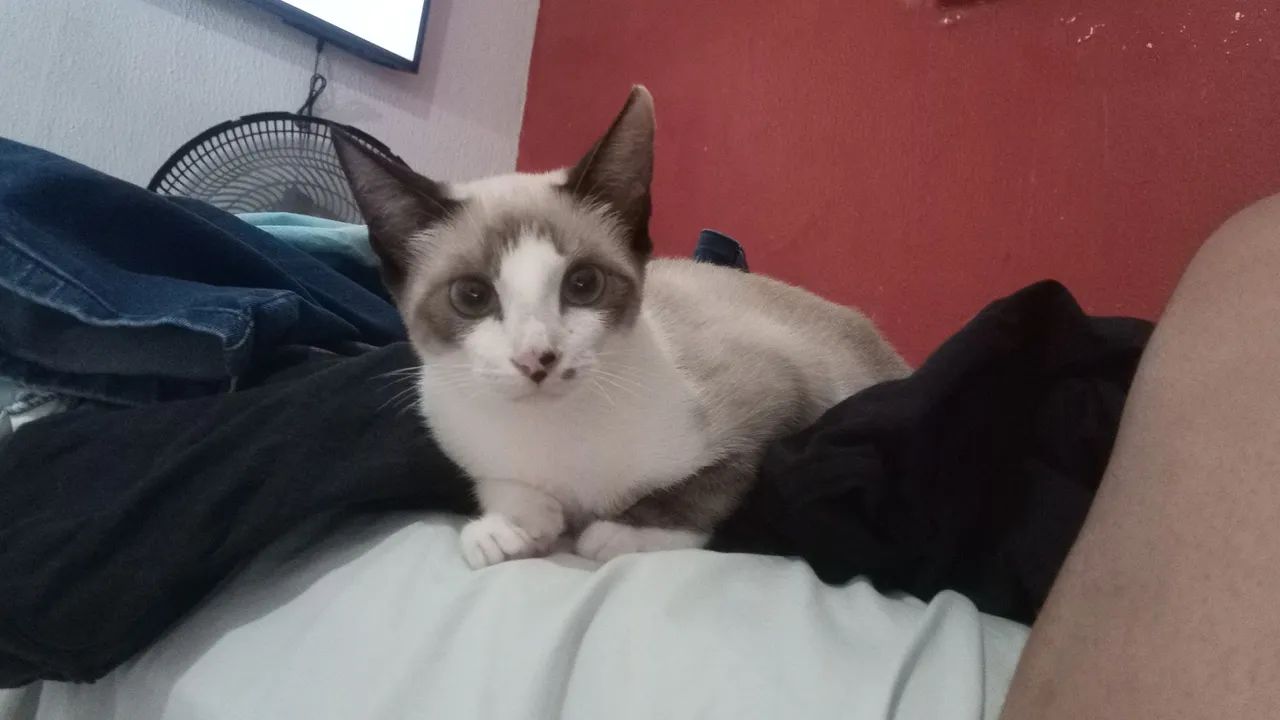 Gata fêmea  - Foto 2