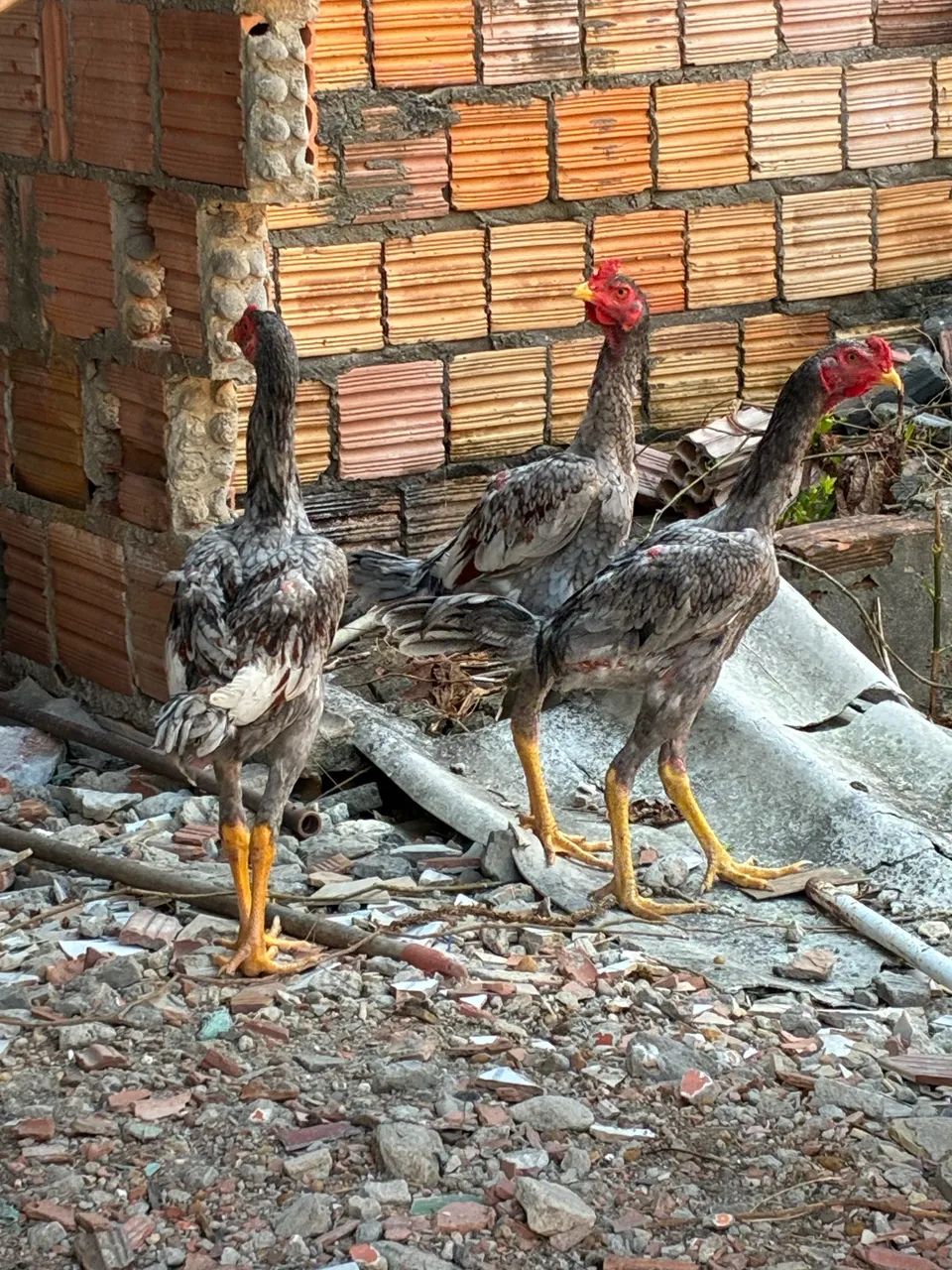 Frango e galinha - Foto 5
