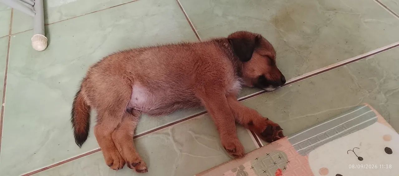 Doação  - Foto 4