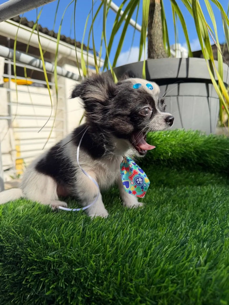 Chihuahua Machinho  - Foto 5