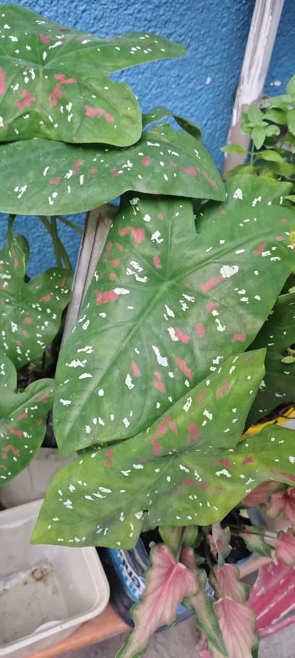 Plantas Ornamentais - Foto 5