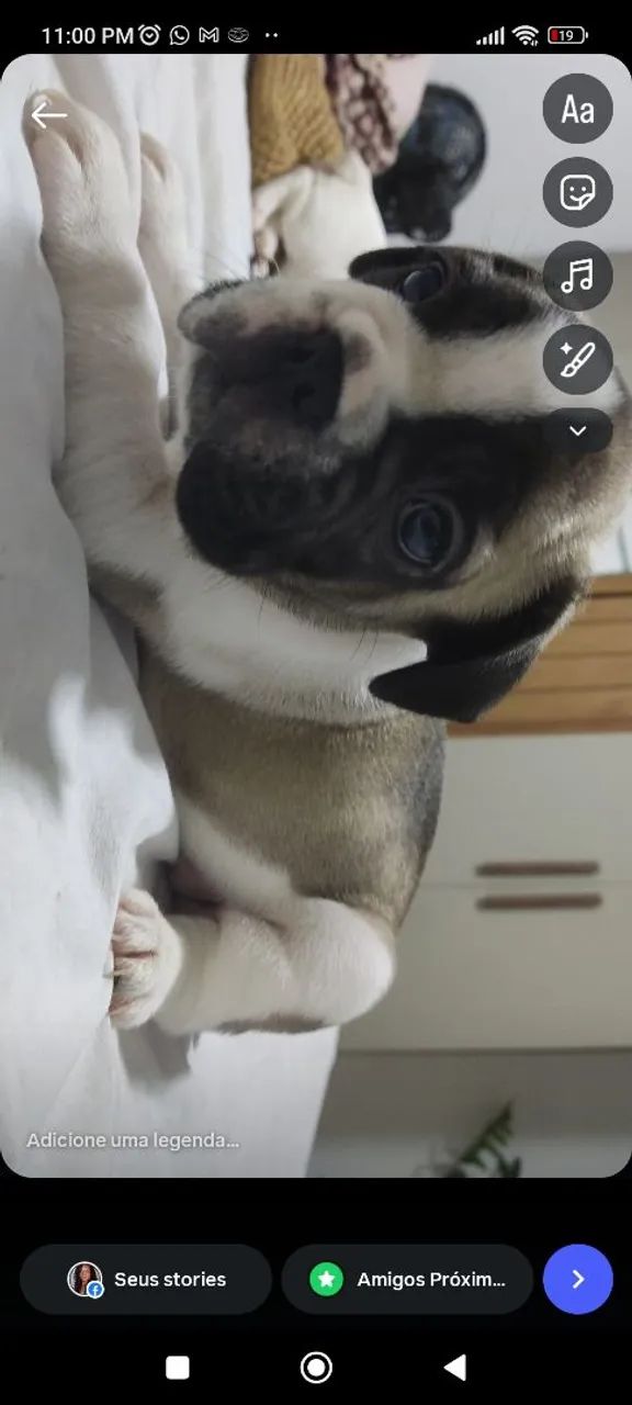 Cachorro bulldog francês - Foto 3