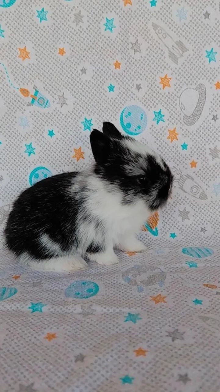 Coelho anão Netherland dwarf  - Foto 3