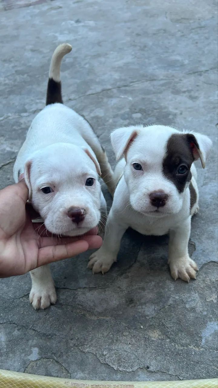 Cachorro