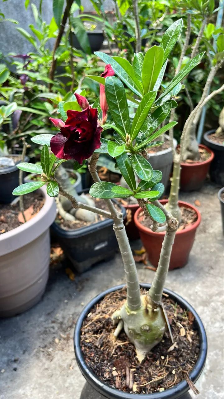 Rosa do deserto ? Red Velvet  - Foto 2
