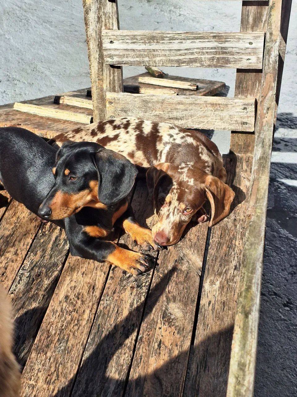 Casal de Daschund  - Foto 4
