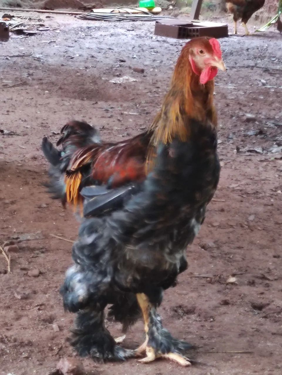 Galinhas brahmas 